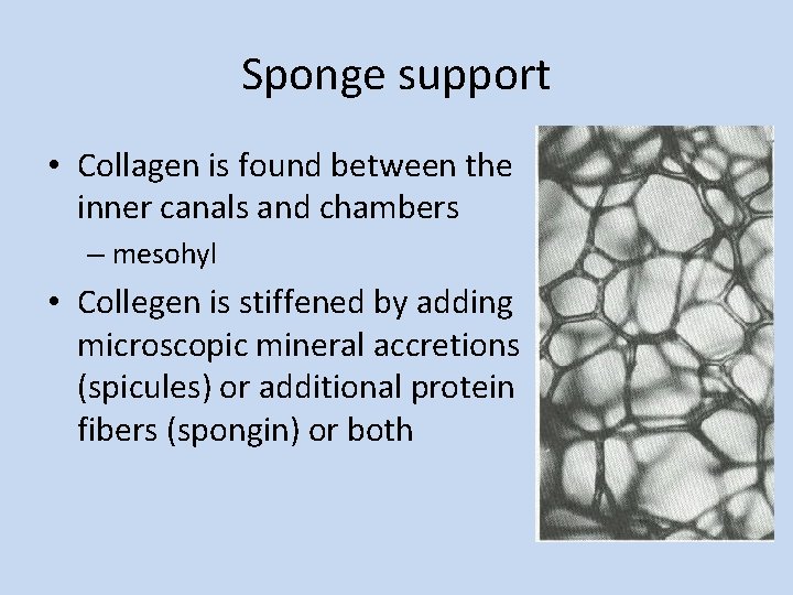 Sponge support • Collagen is found between the inner canals and chambers – mesohyl