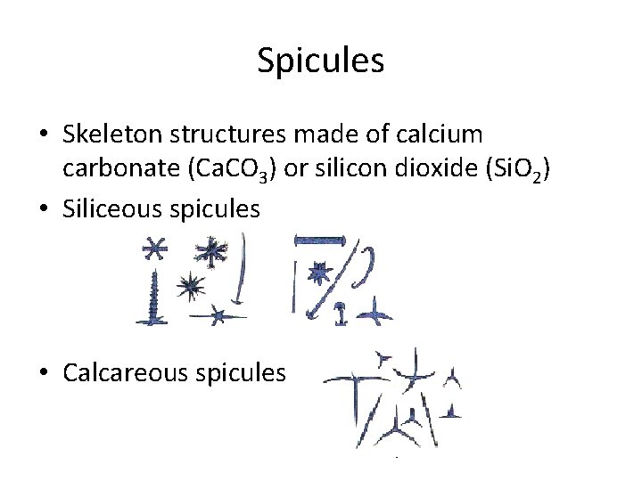 Spicules • Skeleton structures made of calcium carbonate (Ca. CO 3) or silicon dioxide