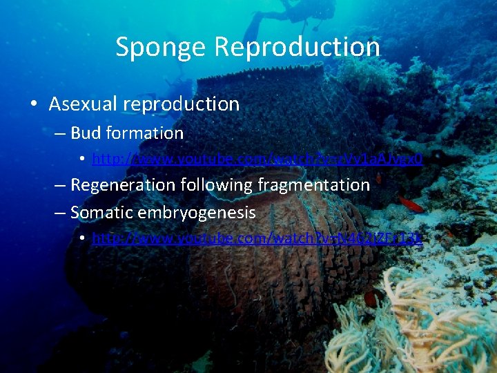 Sponge Reproduction • Asexual reproduction – Bud formation • http: //www. youtube. com/watch? v=z.