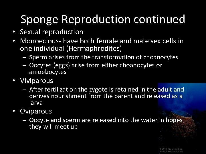 Sponge Reproduction continued • Sexual reproduction • Monoecious- have both female and male sex