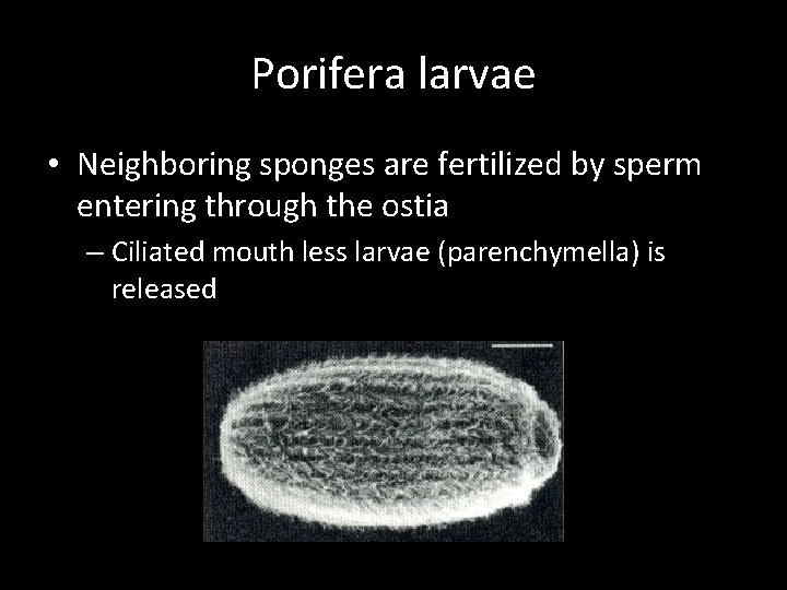 Porifera larvae • Neighboring sponges are fertilized by sperm entering through the ostia –