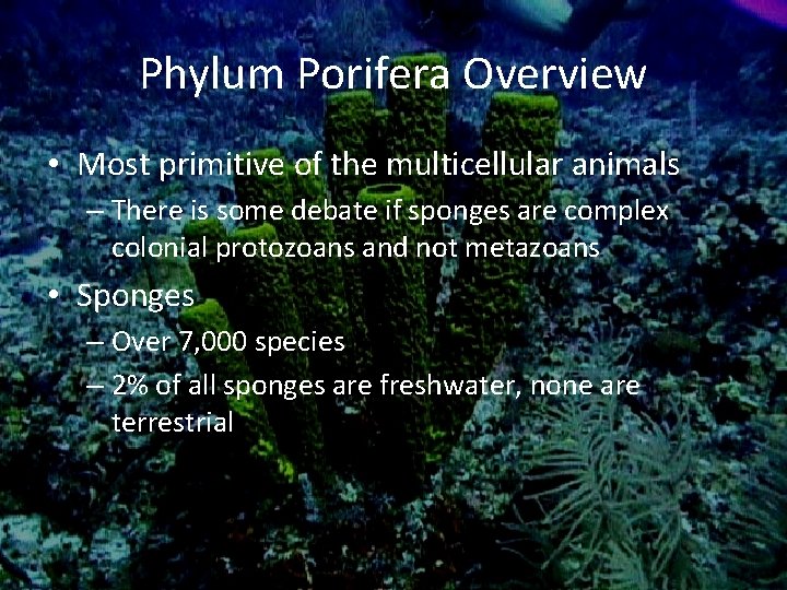 Phylum Porifera Overview • Most primitive of the multicellular animals – There is some