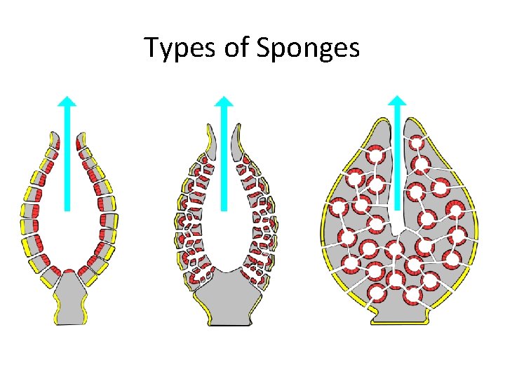 Types of Sponges 