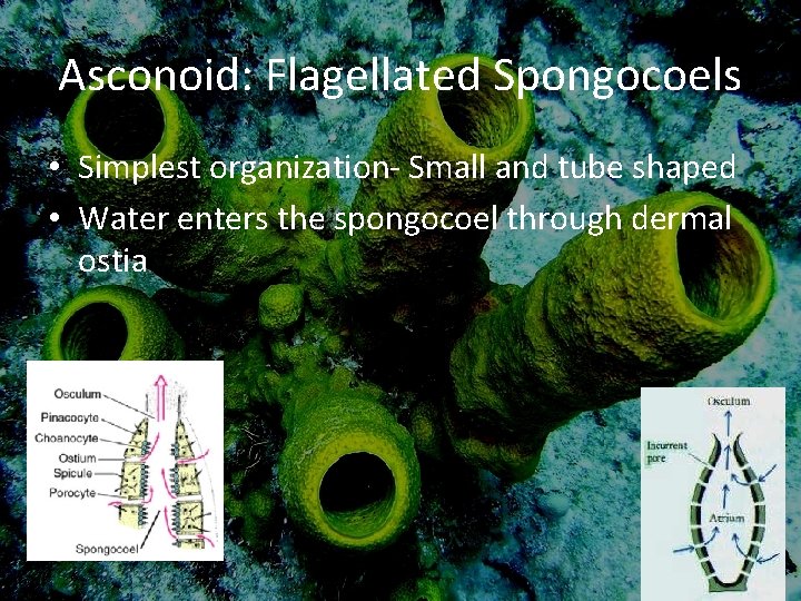 Asconoid: Flagellated Spongocoels • Simplest organization- Small and tube shaped • Water enters the