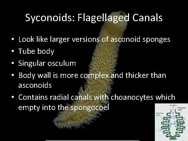 Syconoids: Flagellaged Canals Look like larger versions of asconoid sponges Tube body Singular osculum