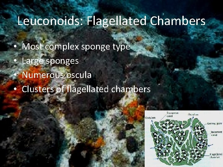 Leuconoids: Flagellated Chambers • • Most complex sponge type Large sponges Numerous oscula Clusters