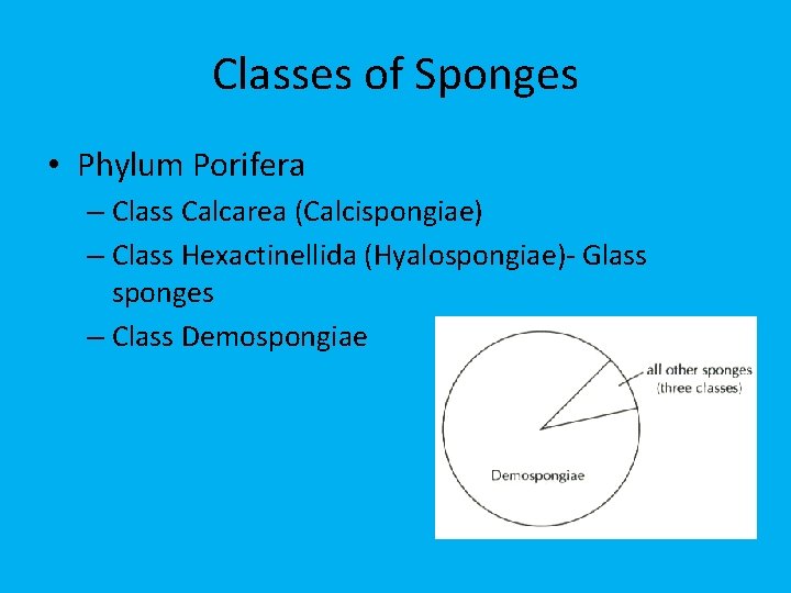 Classes of Sponges • Phylum Porifera – Class Calcarea (Calcispongiae) – Class Hexactinellida (Hyalospongiae)-