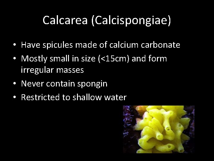 Calcarea (Calcispongiae) • Have spicules made of calcium carbonate • Mostly small in size
