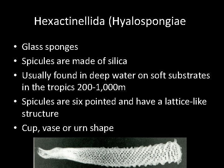 Hexactinellida (Hyalospongiae) • Glass sponges • Spicules are made of silica • Usually found
