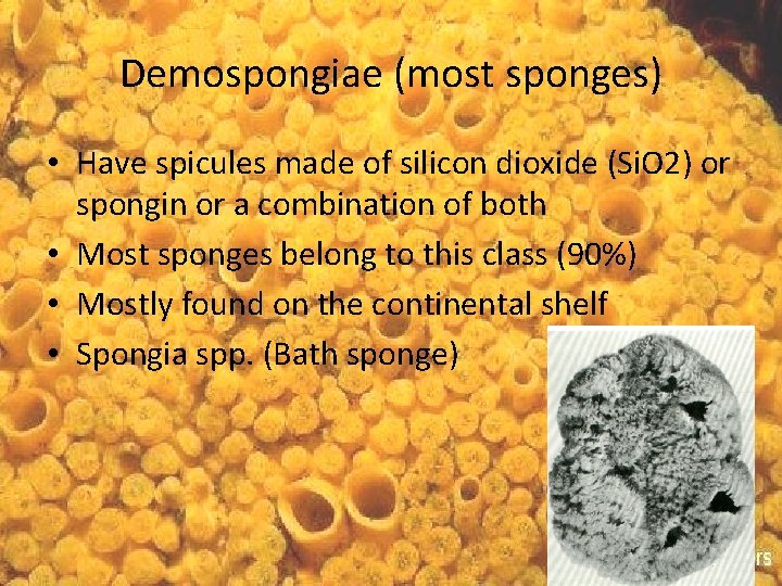 Demospongiae (most sponges) • Have spicules made of silicon dioxide (Si. O 2) or