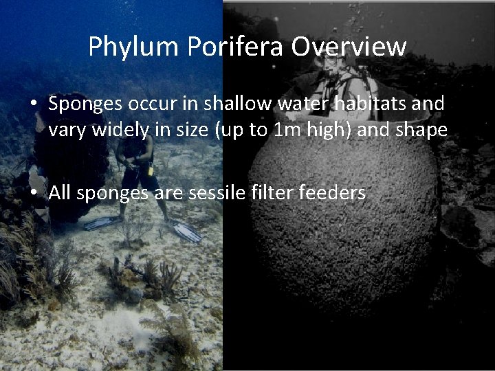 Phylum Porifera Overview • Sponges occur in shallow water habitats and vary widely in