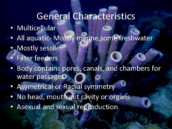 General Characteristics Multicellular All aquatic- Mostly marine, some freshwater Mostly sessile Filter feeders Body