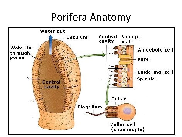 Porifera Anatomy 