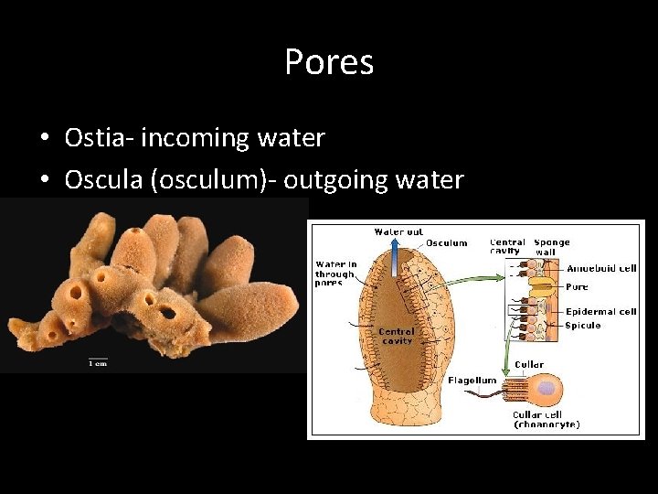 Pores • Ostia- incoming water • Oscula (osculum)- outgoing water 