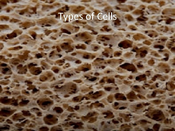 Types of Cells 