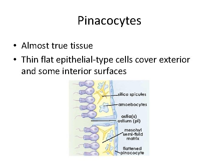 Pinacocytes • Almost true tissue • Thin flat epithelial-type cells cover exterior and some