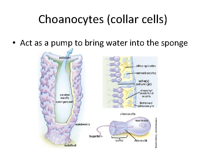 Choanocytes (collar cells) • Act as a pump to bring water into the sponge