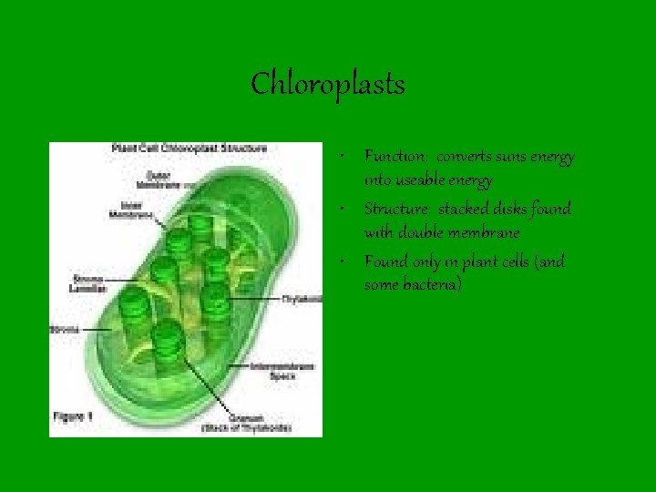 Chloroplasts • Function: converts suns energy into useable energy • Structure: stacked disks found