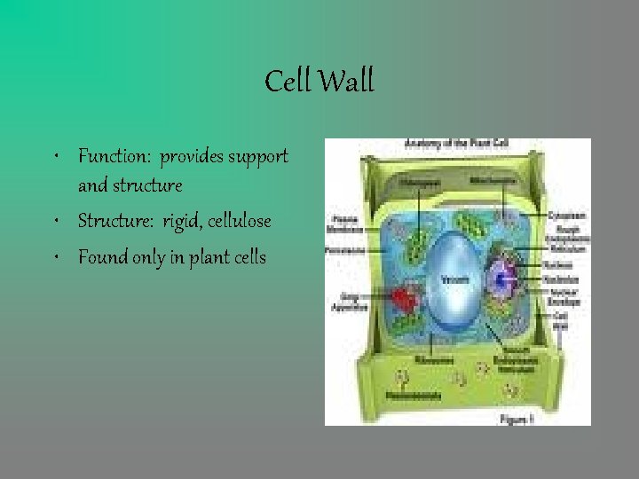 Cell Wall • Function: provides support and structure • Structure: rigid, cellulose • Found