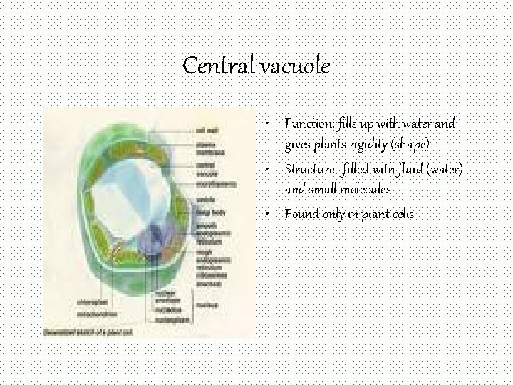 Central vacuole • Function: fills up with water and gives plants rigidity (shape) •