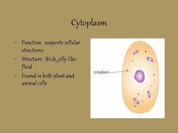 Cytoplasm • Function: supports cellular structures • Structure: thick, jelly-like fluid • Found in