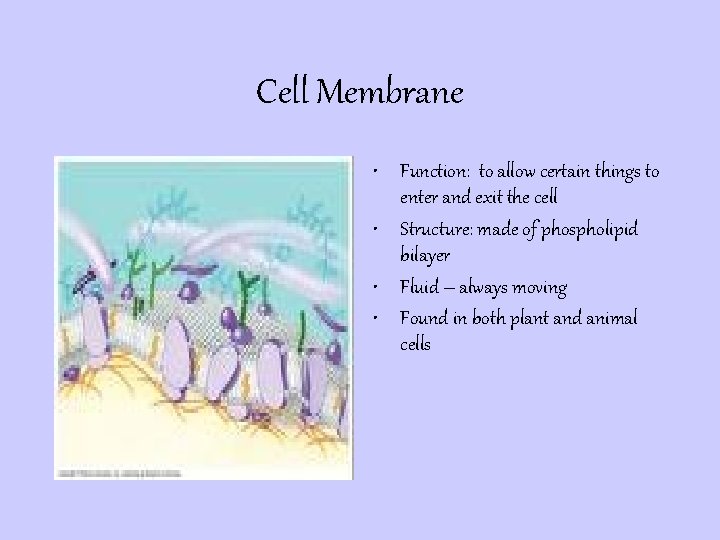 Cell Membrane • Function: to allow certain things to enter and exit the cell