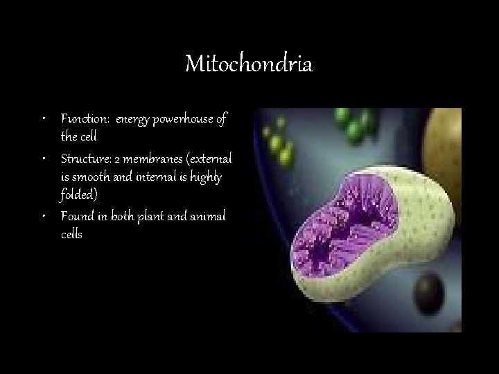 Mitochondria • Function: energy powerhouse of the cell • Structure: 2 membranes (external is