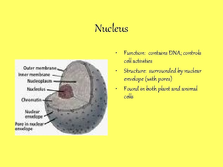 Nucleus • Function: contains DNA; controls cell activities • Structure: surrounded by nuclear envelope