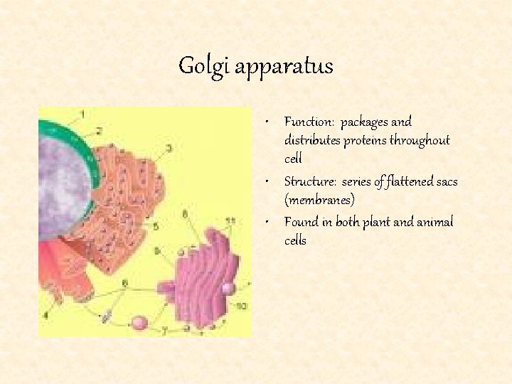 Golgi apparatus • Function: packages and distributes proteins throughout cell • Structure: series of