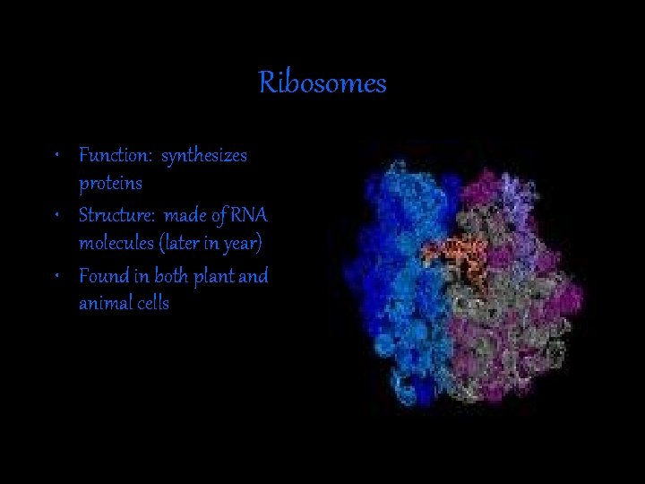 Ribosomes • Function: synthesizes proteins • Structure: made of RNA molecules (later in year)