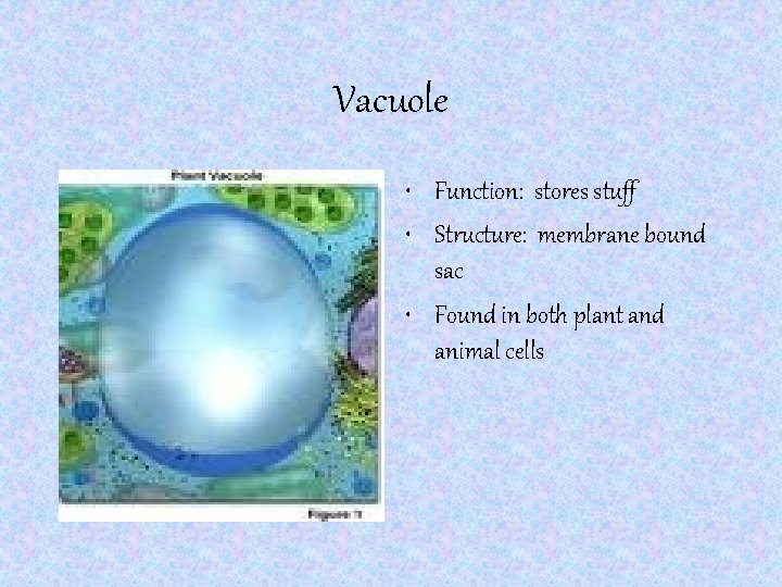 Vacuole • Function: stores stuff • Structure: membrane bound sac • Found in both