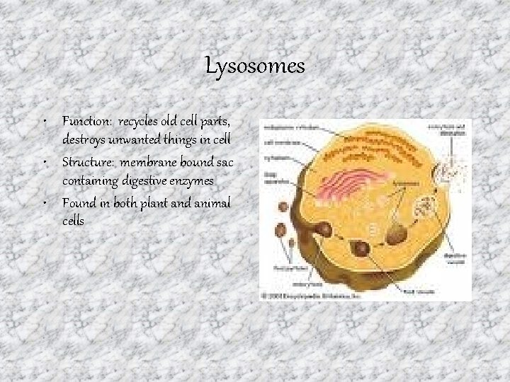 Lysosomes • Function: recycles old cell parts, destroys unwanted things in cell • Structure: