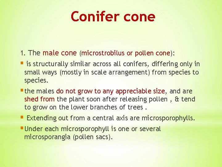 Conifer cone 1. The male cone (microstrobilus or pollen cone): § is structurally similar