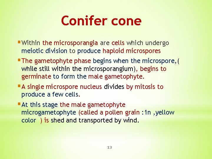 Conifer cone § Within the microsporangia are cells which undergo meiotic division to produce