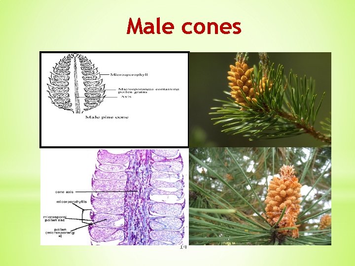 Male cones 14 