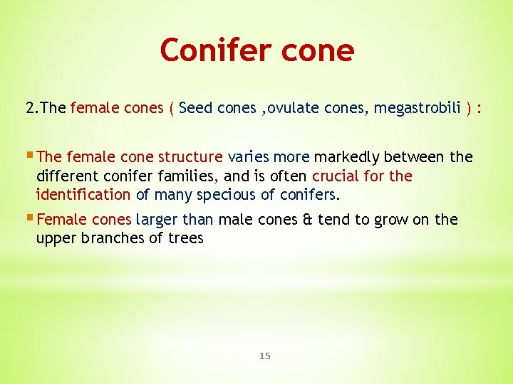 Conifer cone 2. The female cones ( Seed cones , ovulate cones, megastrobili )