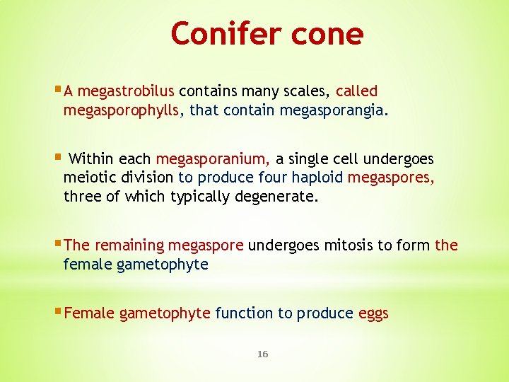 Conifer cone § A megastrobilus contains many scales, called megasporophylls, that contain megasporangia. §