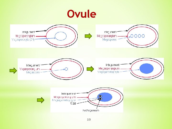 Ovule 19 