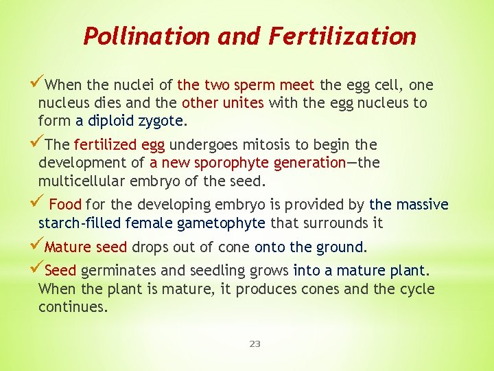Pollination and Fertilization üWhen the nuclei of the two sperm meet the egg cell,