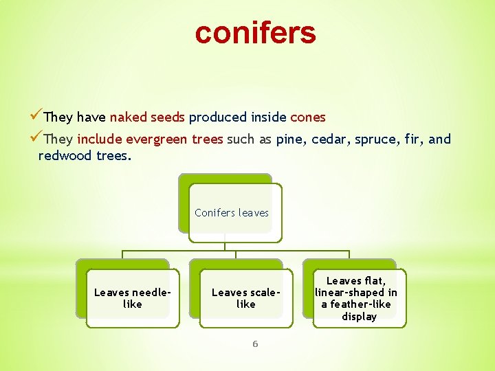 conifers üThey have naked seeds produced inside cones üThey include evergreen trees such as