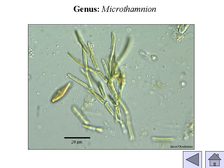 Genus: Microthamnion 
