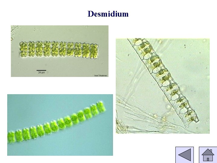 Desmidium 