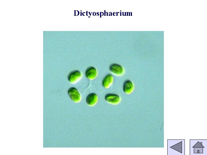 Dictyosphaerium 
