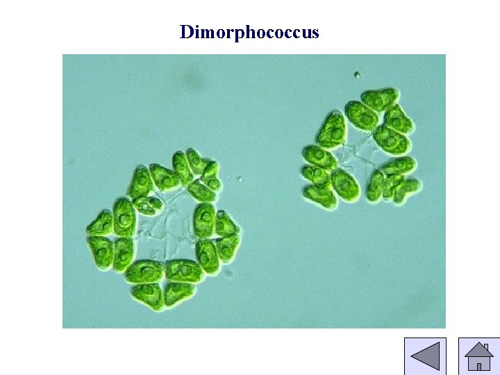 Dimorphococcus 