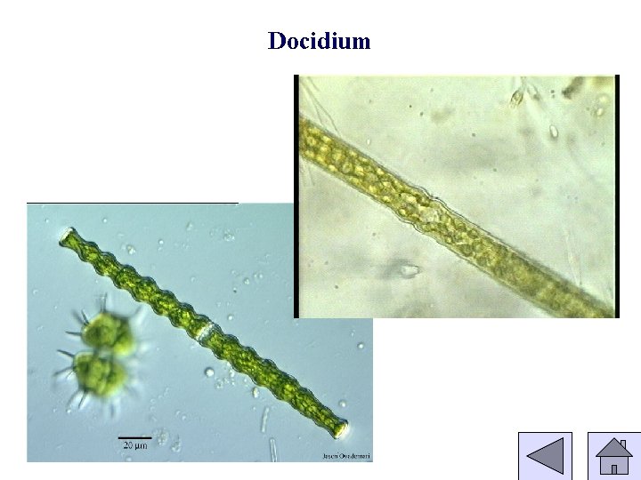 Docidium 