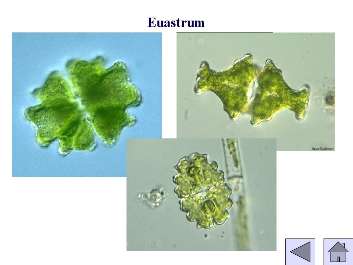 Euastrum 