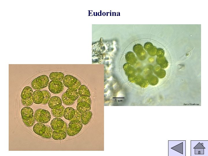 Eudorina 