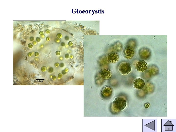 Gloeocystis 