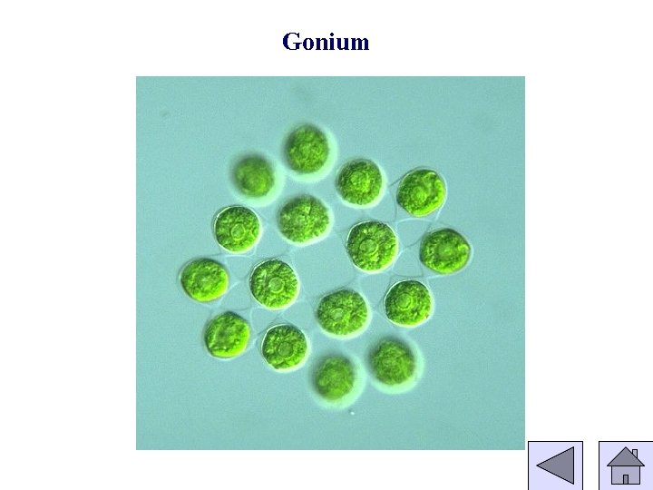 Gonium 