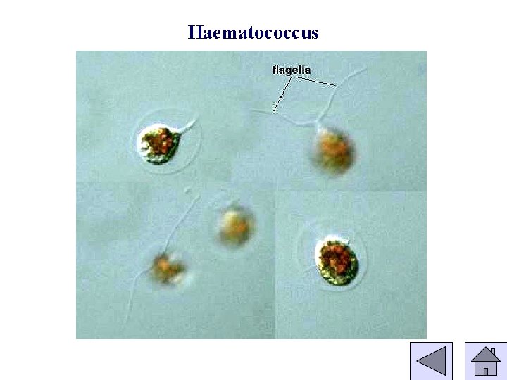 Haematococcus 